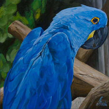 Blue+macaws+pictures