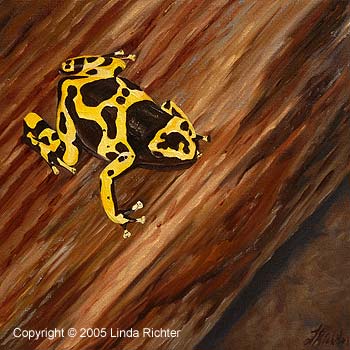Yellow Frog Yellow Frog