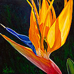 Bird of paradise