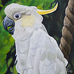 White Cockatoo