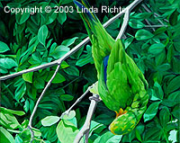 Green Spirit - Copyright © 2003 Linda Richter