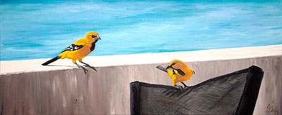 Yellow Orioles at Slagbaai